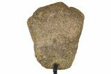 Dinosaur Vertebra Section w/ Metal Stand - South Dakota #335508-2